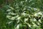 Preview: Hosta undulata 'Univittata' | Schneefeder-Funkie